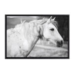 Black and White Horse / 33x23 Framed Canvas Wall Decor